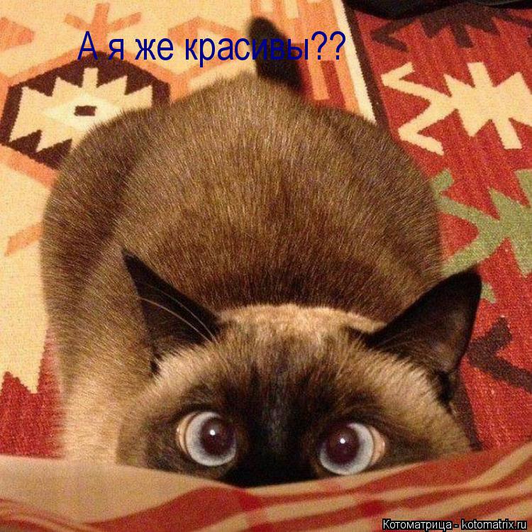 Котоматрица: А я же красивы??