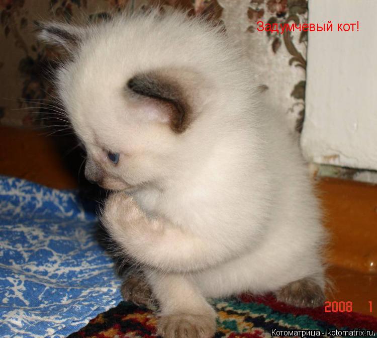 Котоматрица: Задумчевый кот!