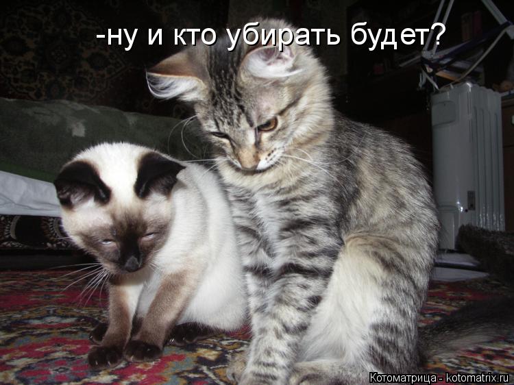 -ну и кто убирать будет?... Котоматрица: -ну и кто убирать будет?