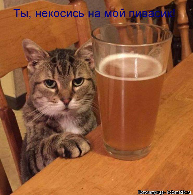 Котоматрица: Ты, некосись на мой пивасик!