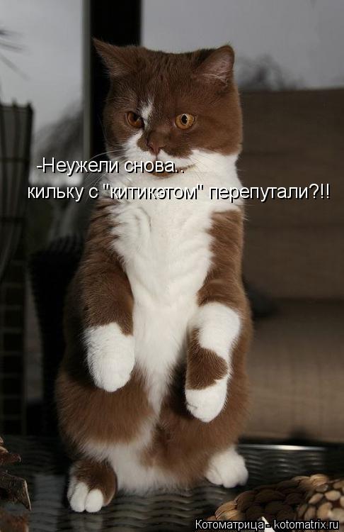 Котоматрица: -Неужели снова.. кильку с "китикэтом" перепутали?!!