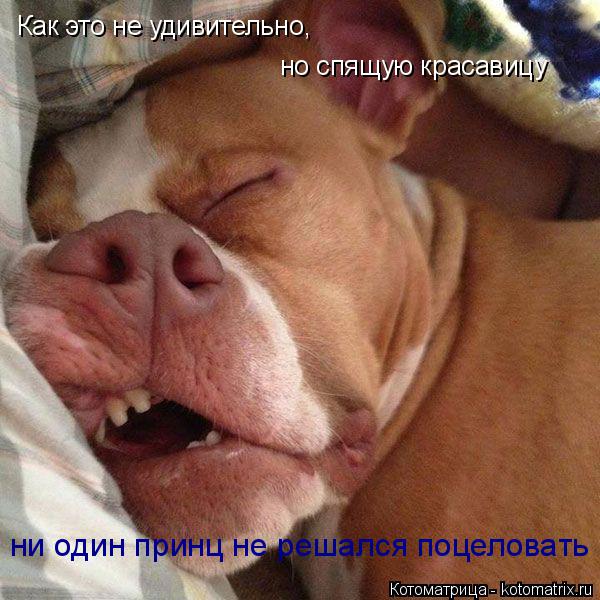 Котоматрица: Как это не удивительно, но спящую красавицу ни один принц не решался поцеловать