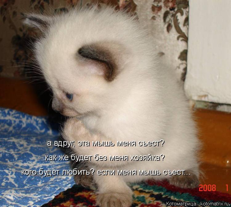 Котоматрица: а вдруг, эта мышь меня съест? как же будет без меня хозяйка? кого будет любить? если меня мышь съест...