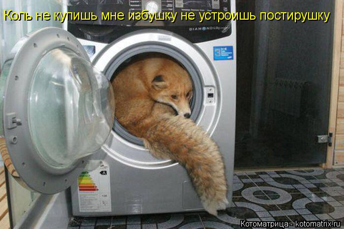 Коль не купишь мне избушку не устроишь постирушку... Котоматрица: Коль не купишь мне избушку не устроишь постирушку