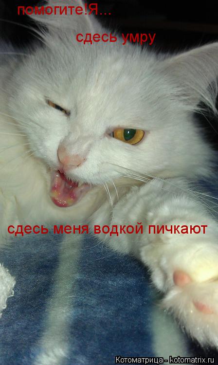 Котоматрица: помогите!Я... сдесь умру сдесь меня водкой пичкают