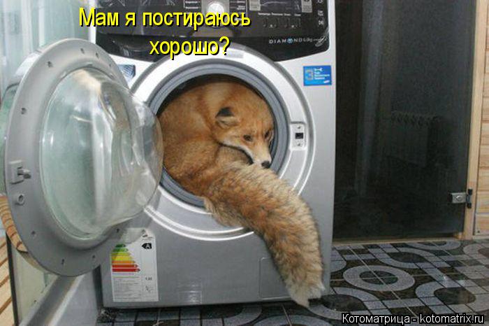 Мам я постираюсь хорошо?... Котоматрица: Мам я постираюсь хорошо?
