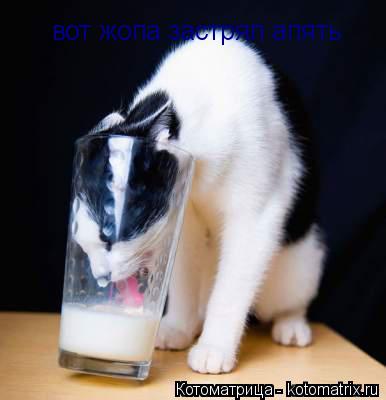 вот жопа застрял апять... Котоматрица: вот жопа застрял апять