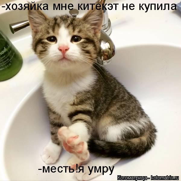 Котоматрица: -хозяйка мне китекэт не купила  -месть!я умру