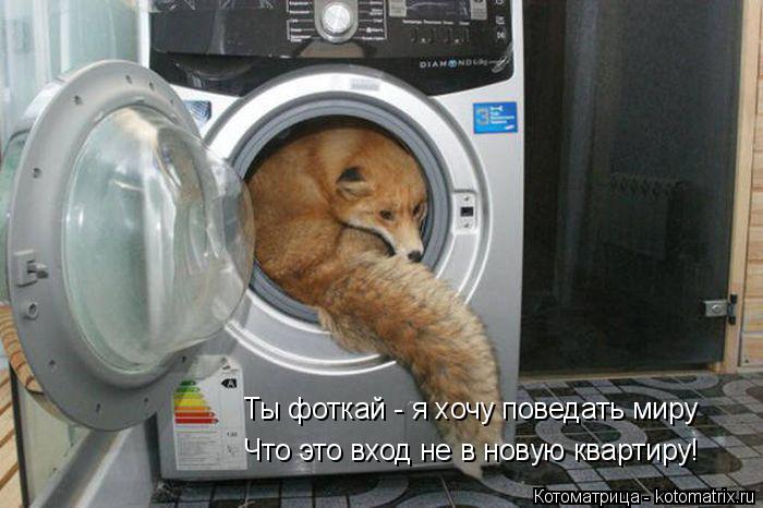 Котоматрица: Ты фоткай - я хочу поведать миру Что это вход не в новую квартиру!
