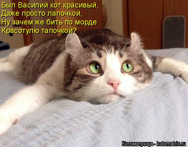 Был Василий кот красивый, Даже просто лапочкой, Ну зачем же бить по морде Красотулю тапочкой?... Котоматрица: Был Василий кот красивый, Даже просто лапочкой, Ну зачем же бить по морде Красотулю тапочкой?