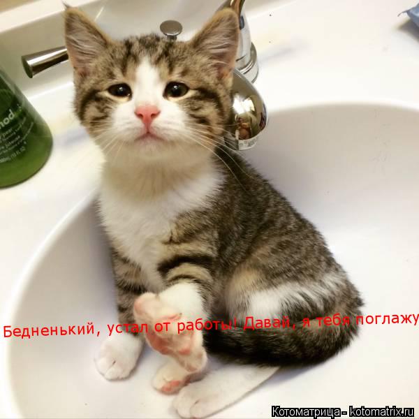 Котоматрица: Бедненький, устал от работы! Давай, я тебя поглажу