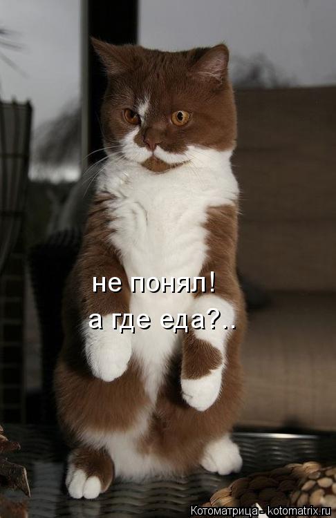 Котоматрица: не понял! а где еда?..