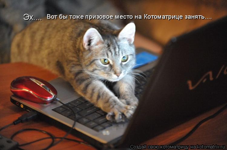 Котоматрица: Эх.... Вот бы тоже призовое место на Котоматрице занять....