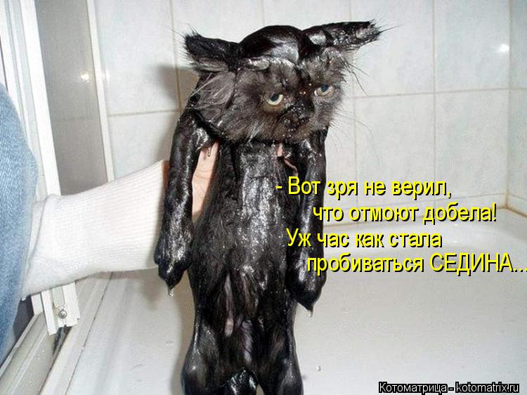 Котоматрица: - Вот зря не верил, что отмоют добела! Уж час как стала  пробиваться СЕДИНА...