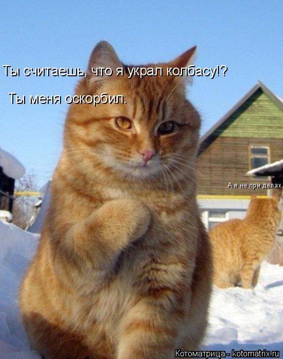 Котоматрица: Ты считаешь, что я украл колбасу!? Ты меня оскорбил. А я не при делах...