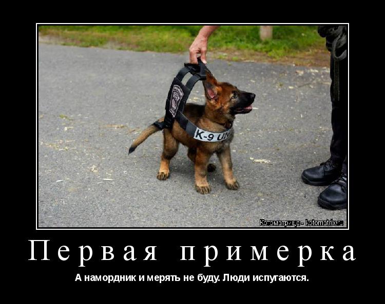 Котоматрица: Первая примерка А намордник и мерять не буду. Люди испугаются.