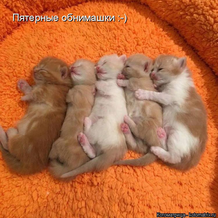 Котоматрица: Пятерные обнимашки :-)