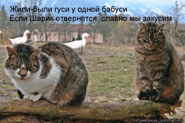Котоматрица: Жили-были гуси у одной бабуси Если Шарик отвернется, славно мы закусим