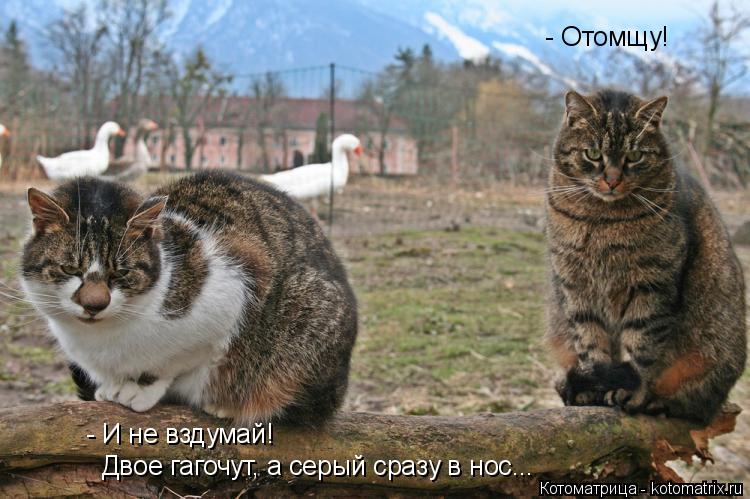 Котоматрица: - Отомщу! - И не вздумай!  Двое гагочут, а серый сразу в нос...