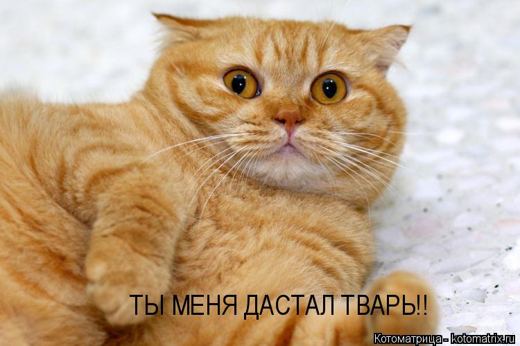 Котоматрица: ТЫ МЕНЯ ДАСТАЛ ТВАРЬ!!