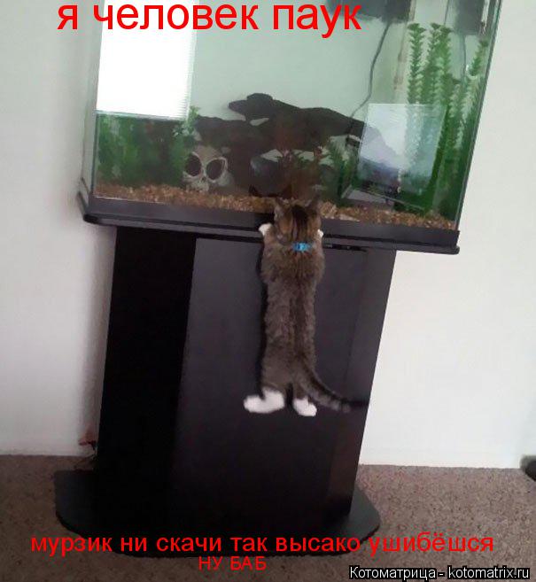 Котоматрица: я человек паук мурзик ни скачи так высако ушибёшся НУ БАБ