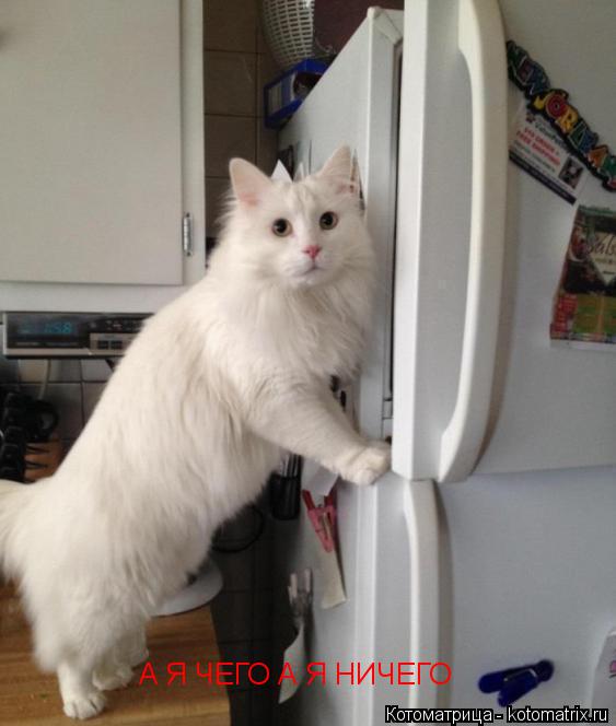 Котоматрица: А Я ЧЕГО А Я НИЧЕГО