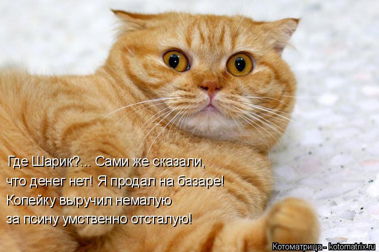 Где Шарик?... Сами же сказали, что денег нет! Я продал на базаре! Копейку выручил немалую за псину ум... Котоматрица: Где Шарик?... Сами же сказали, что денег нет! Я продал на базаре! Копейку выручил немалую за псину умственно отсталую!
