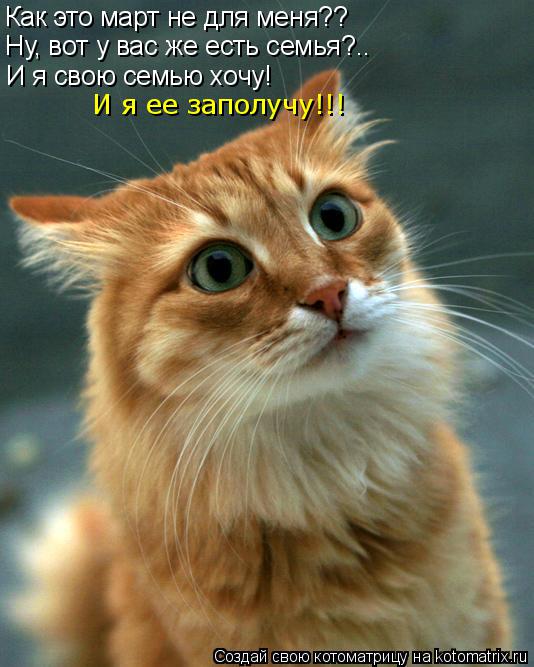 Котоматрица: Как это март не для меня?? И я свою семью хочу! Ну, вот у вас же есть семья?.. И я ее заполучу!!!