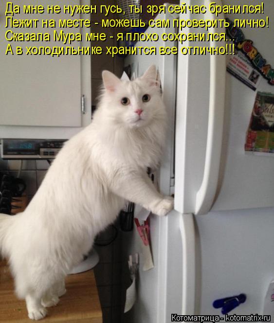 Котоматрица: Да мне не нужен гусь, ты зря сейчас бранился! Лежит на месте - можешь сам проверить лично! Сказала Мура мне - я плохо сохранился... А в холодиль