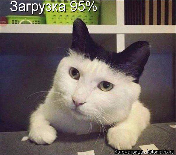 Котоматрица: Загрузка 95%