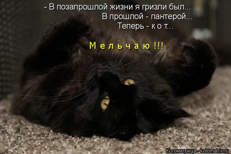 Котоматрица: - В позапрошлой жизни я гризли был...  В прошлой - пантерой... Теперь - к о т... М е л ь ч а ю !!!