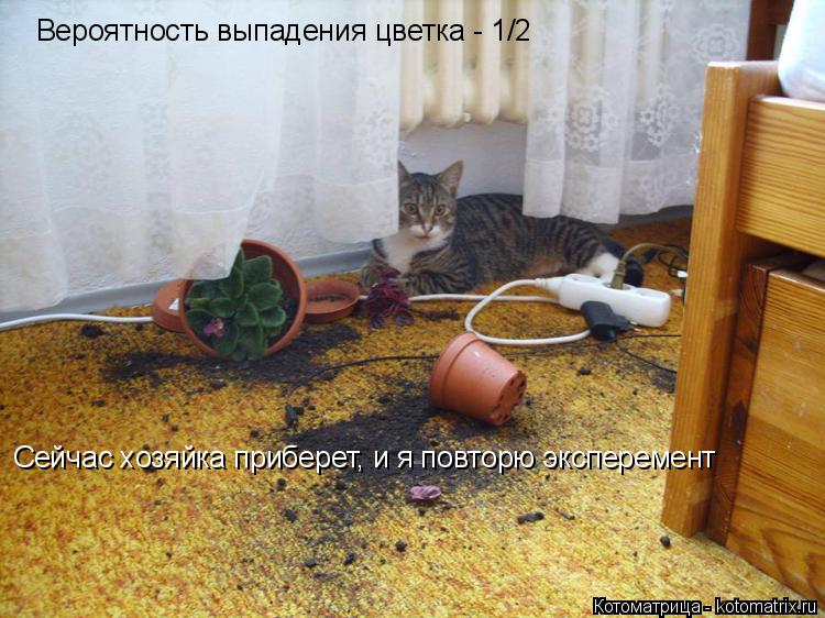 Котоматрица: Вероятность выпадения цветка - 1/2 Сейчас хозяйка приберет, и я повторю эксперемент