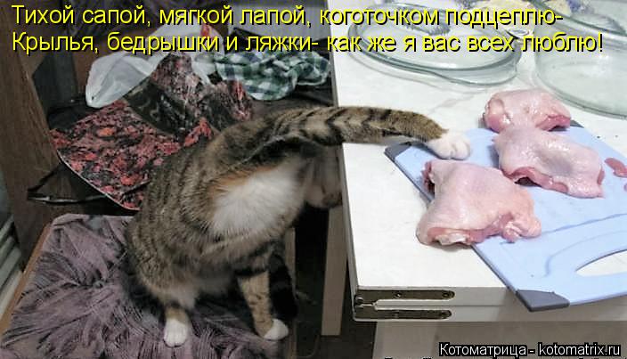 Котоматрица: Тихой сапой, мягкой лапой, коготочком подцеплю- Крылья, бедрышки и ляжки- как же я вас всех люблю!