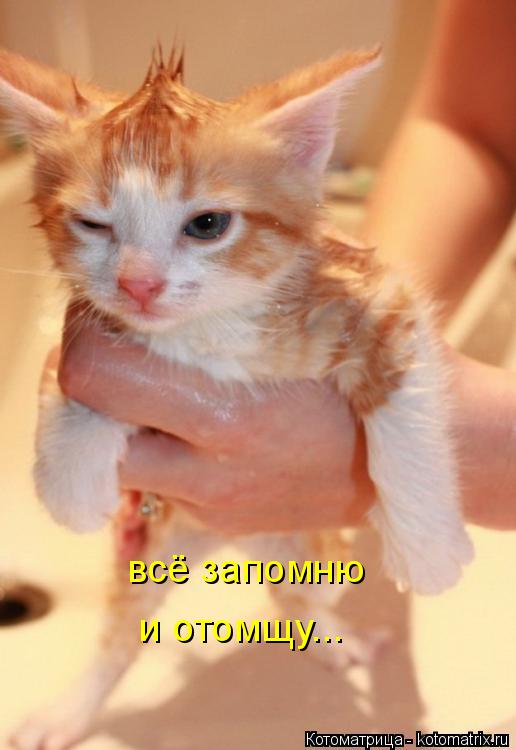 Котоматрица: всё запомню и отомщу...
