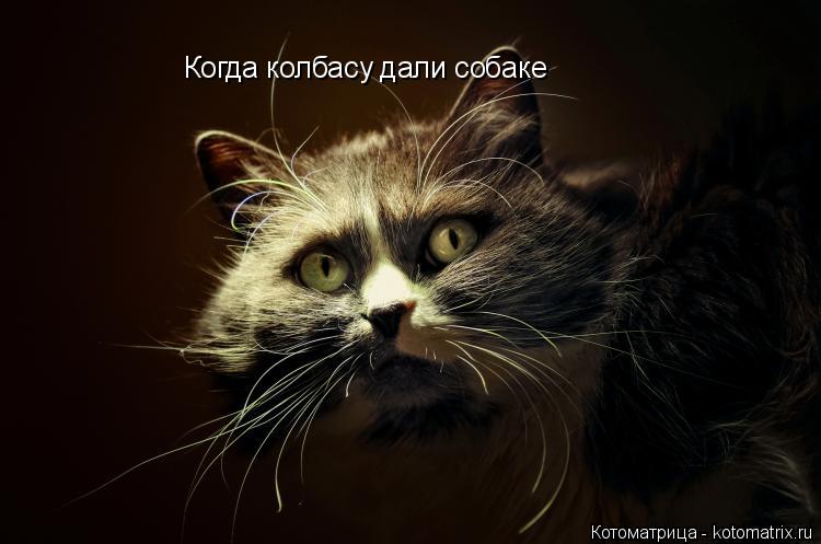 Котоматрица: Когда колбасу дали собаке