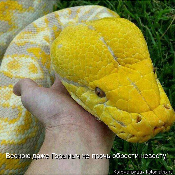 Котоматрица: Весною даже Горыныч не прочь обрести невесту