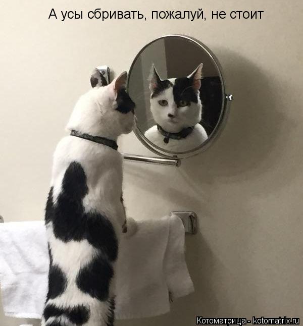 Котоматрица: А усы сбривать, пожалуй, не стоит