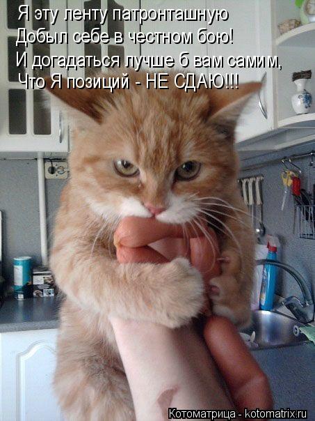 Котоматрица: Я эту ленту патронташную  Добыл себе в честном бою! И догадаться лучше б вам самим, Что Я позиций - НЕ СДАЮ!!!