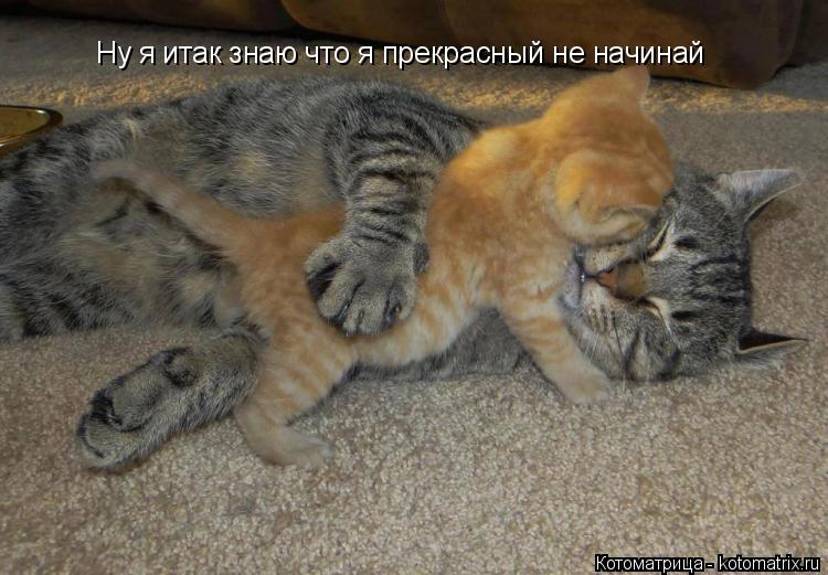 Котоматрица: Ну я итак знаю что я прекрасный не начинай