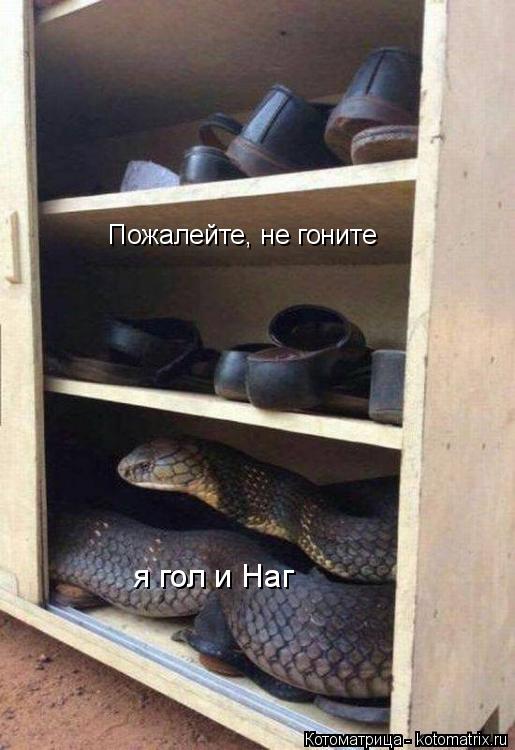 Котоматрица: Пожалейте, не гоните я гол и Наг