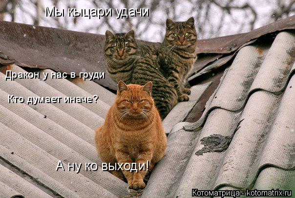 Котоматрица: Мы кыцари удачи Дракон у нас в груди Кто думает иначе? А ну ко выходи!