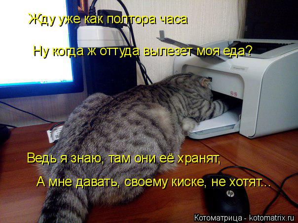 Котоматрица: Ну когда ж оттуда вылезет моя еда? Жду уже как полтора часа Ведь я знаю, там они её хранят, А мне давать, своему киске, не хотят...
