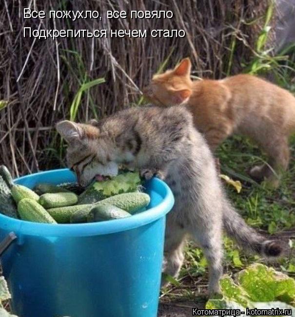 Котоматрица: Все пожухло, все повяло Подкрепиться нечем стало