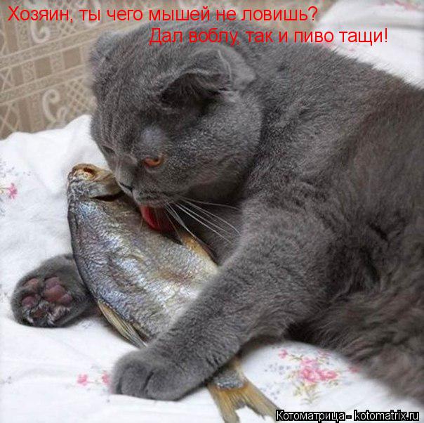 Котоматрица: Хозяин, ты чего мышей не ловишь? Дал воблу, так и пиво тащи!