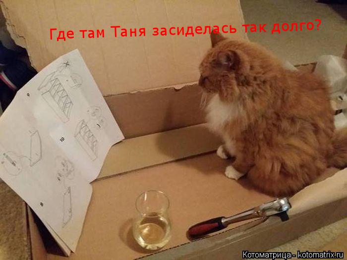 Котоматрица: Где там Таня засиделась так долго?
