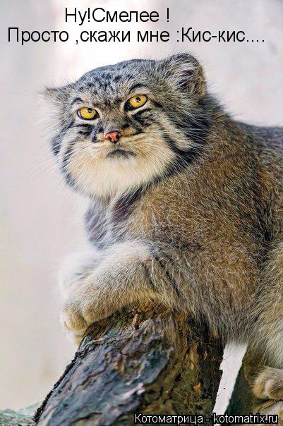 Котоматрица: Ну!Смелее ! Просто ,скажи мне :Кис-кис....