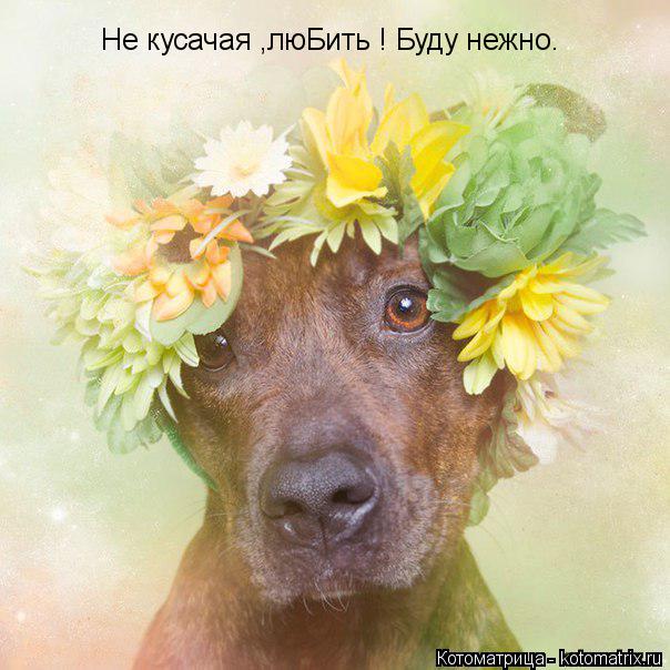 Котоматрица: Не кусачая ,люБить  Не кусачая ,люБить ! Буду нежно.