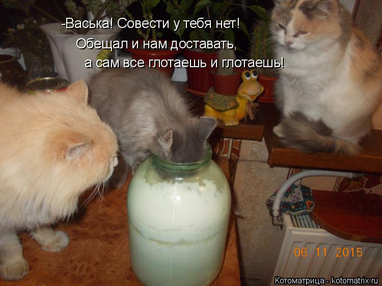 Котоматрица: -Васька! Совести у тебя нет!  Обещал и нам доставать,  а сам все глотаешь и глотаешь!