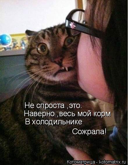 Котоматрица: Не спроста ,это. Наверно ,весь мой корм  В холодильнике Сожрала!