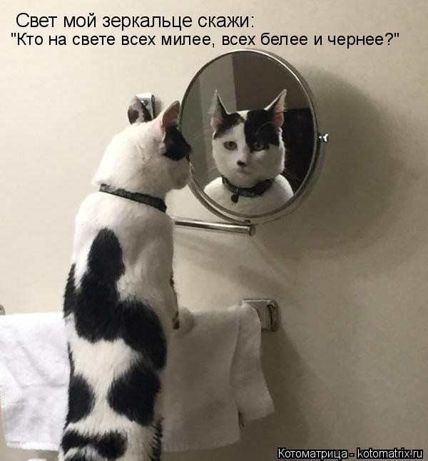 Котоматрица: Свет мой зеркальце скажи: "Кто на свете всех милее, всех белее и чернее?" Свет мой зеркальце скажи:  "Кто на свете всех милее, всех белее и черн